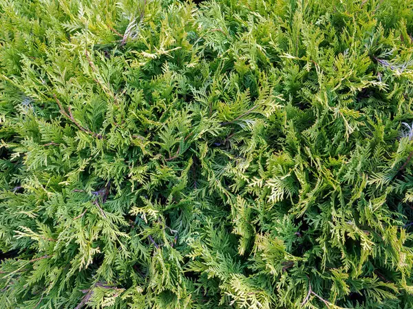 Close-up view of thuja green branches, nature texture background — 스톡 사진