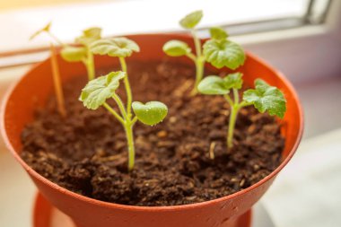 Kahverengi saksıda damlaları olan küçük yeşil lahanaların yakın görüntüsü. Seçici odak
