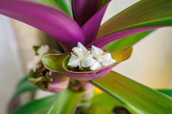 Teknenin beyaz çiçeğini yakından çek ya da beşikteki Musa 'yı. Tradescantia spathacea inflorescence