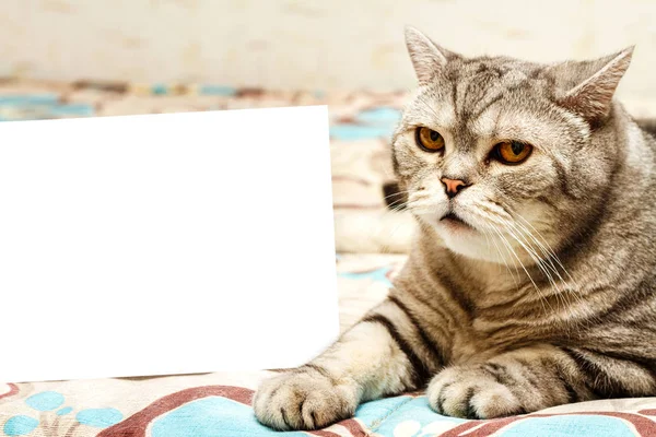 Сірий короткошерстий смугастий кіт і порожній білий макет, копіювати простір для тексту . — стокове фото