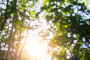 Blurred background of sun shines through green foliage of trees in forest on summer day