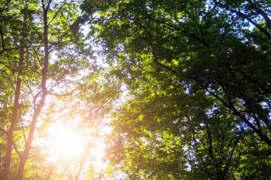 Sun shines through green foliage of trees in forest on summer day