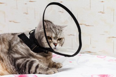 Külahta yakalı gri İskoç kedisi