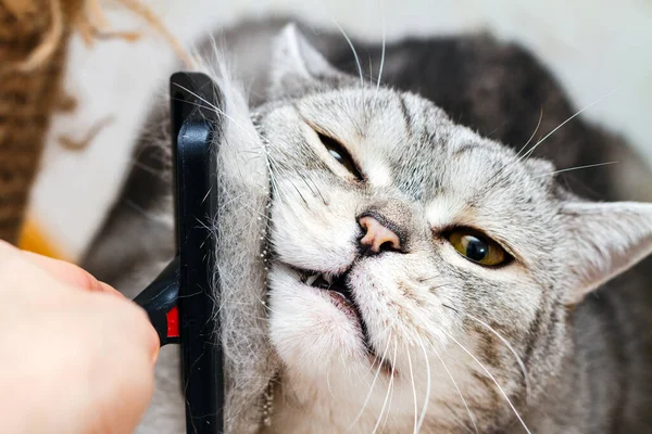 Vue rapprochée de la brosse à lisser peigner les poils de chat, mise au point sélective — Photo