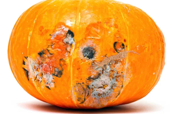 Close-up of moldy pumpkin on white background, selective focus — Stock Photo, Image