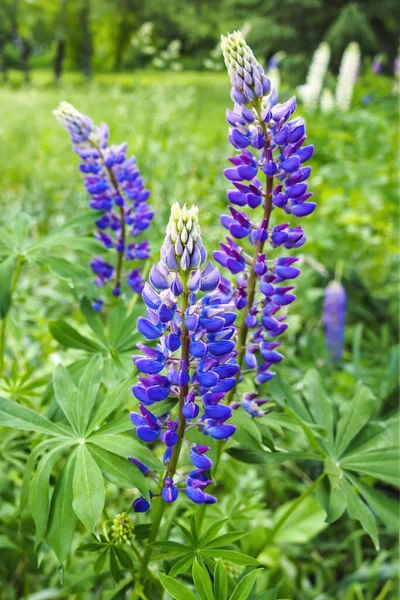 Violet Flowers Russell Lupin Green Leaves Meadow Selective Focus — Stock Photo, Image