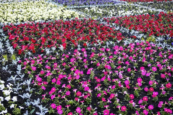 Colorful Glade Petunia Flowers Selective Focus — Stock Photo, Image