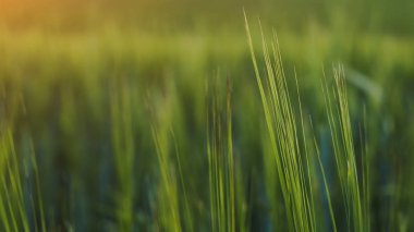 Yeşil yaprakların soyut arkaplanı. Seçici odak, pankart boyutu, kopyalama alanı