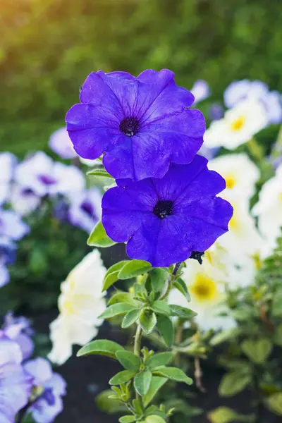 Two Violet Petunia Flowers Green Grass Background Selective Focus — Stock Photo, Image