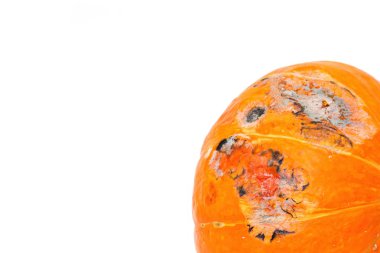 Beyaz arkaplanda küflü balkabağı görüntüsü, seçici odak, kopyalama alanı.