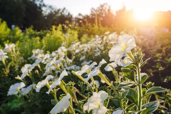 Flower bed of white Petunia against sunset, selective focus, copy space