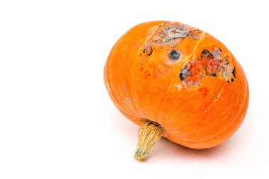 Beyaz arkaplanda küflü balkabağı, seçici odak, boşluğu kopyala.