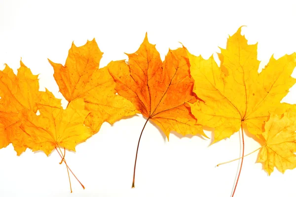 yellow maple leaves on a white background, top view