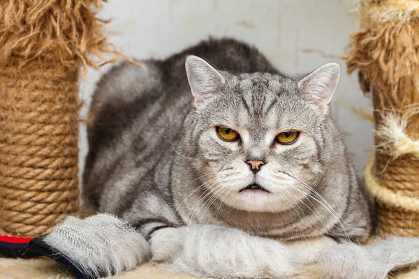 Slicker brush, animal hair and striped gray british cat looking at camera. Selective focus
