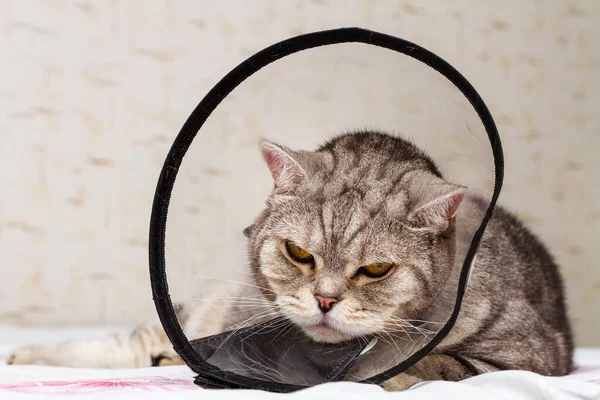 Gray shorthair scottish cat in cone collar. Angry and dissatisfied striped british cat looking at the camera