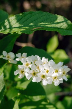 Kuş kiraz çiçeği ve yeşil yaprakların dikey görüntüsü. Prunus padus, böğürtlen, böğürtlen ya da mayday ağacı olarak bilinir. Seçici odak