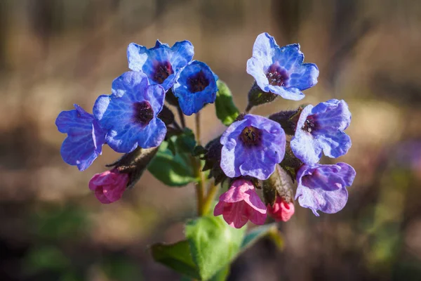 Nahaufnahme Blühender Blumen Pulmonaria Mollis Sonnigen Frühlingstagen Selektiver Fokus Stockbild