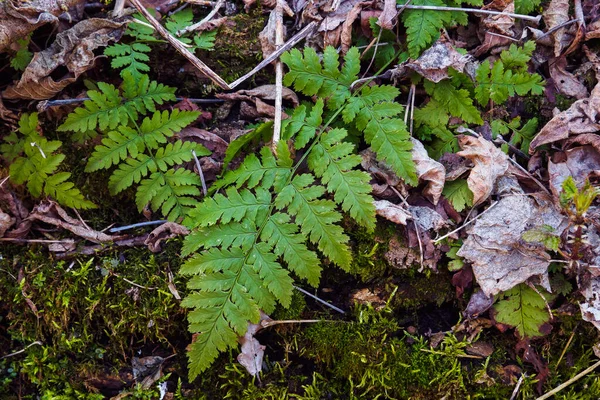 Вид Сверху Зеленые Листья Папоротника Dryopteris Carthusiana Открытом Воздухе — стоковое фото