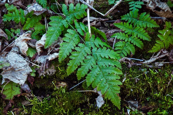 Top Pohled Zelené Listy Kapradiny Dryopteris Carthusiana Lese Jaře — Stock fotografie