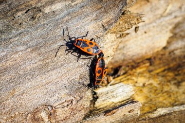 İki kundakçı, Pyrrhocoris apterus ahşap gövde üzerinde çiftleşirken ikili formasyon