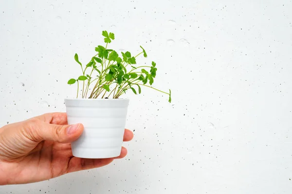 Weißer Kleiner Topf Mit Petersilie Der Hand Sprießt Auf Weißem Stockbild