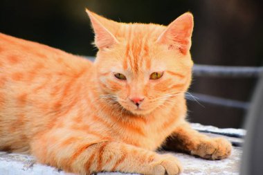 Yerli çizgili kedi yavrusu. Özgün geçmişleri olan sevimli, genç bir kedi. Evcil hayvanlar, veterinerler ve reklam konsepti. Ayrıntılı dış çekimler.