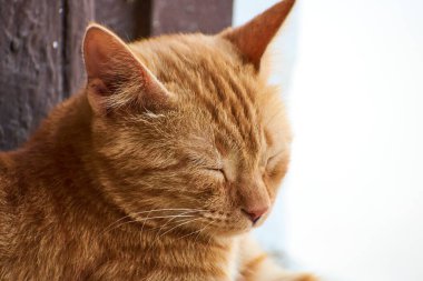 Yerli çizgili kedi yavrusu. Özgün geçmişleri olan sevimli, genç bir kedi. Evcil hayvanlar, veterinerler ve reklam konsepti. Ayrıntılı dış çekimler.