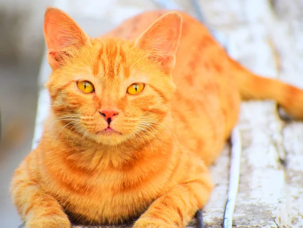 Внутренний Индийский Полосатый Котёнок Симпатичные Молодые Кошки Изолированы Первоначальным Происхождением — стоковое фото