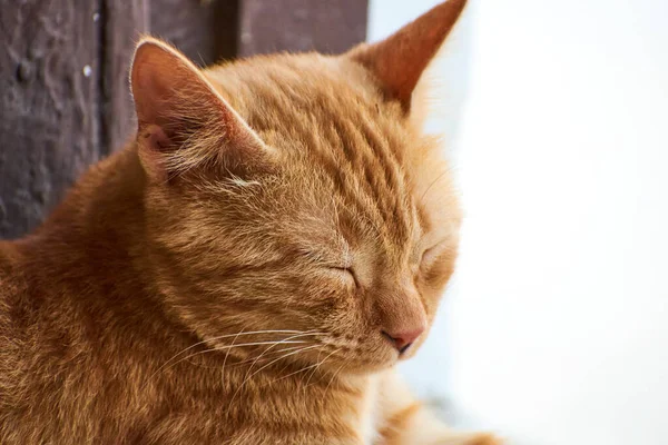 Indianrandig Kattunge Söt Ung Katt Isolerad Med Sin Ursprungliga Bakgrund — Stockfoto