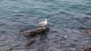 Sudaki taşın üzerindeki martı..