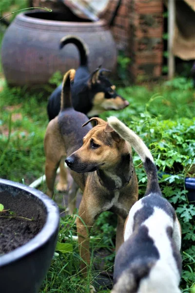 Honden Spelen Tuin — Stockfoto