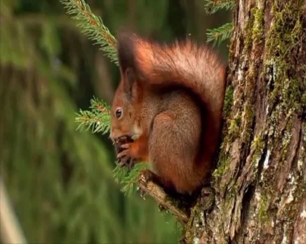 Autumn Taiga Pine Nut Ripe Squirrel Gnaw Pine Cone — Stockvideo