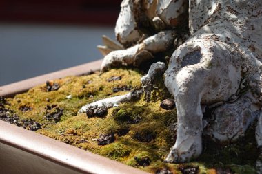 Küçük ağacın temel / kabuk / toprak / yosunlarının makro görüntülerini ince detaylar ve yüzeyler / dokularla kapat