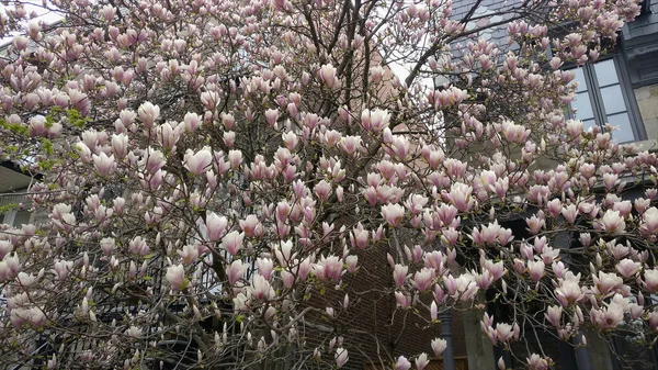 マグノリアの新鮮な白い花でいっぱいの木の枝 — ストック写真