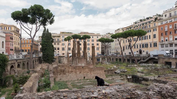 Roma 'nın Torre Arjantin meydanı, kedilerin evi. Torre Arjantin duvarında kara kedi.