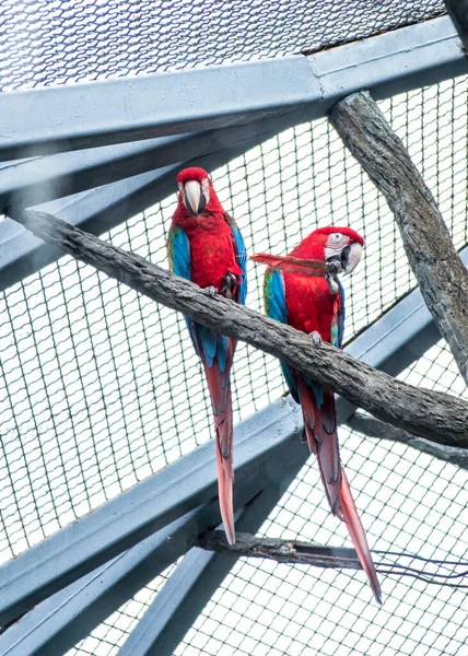 Two Red Parrots Sitting Branch Ceiling Aviary One Parrot Holds — Stock Photo, Image