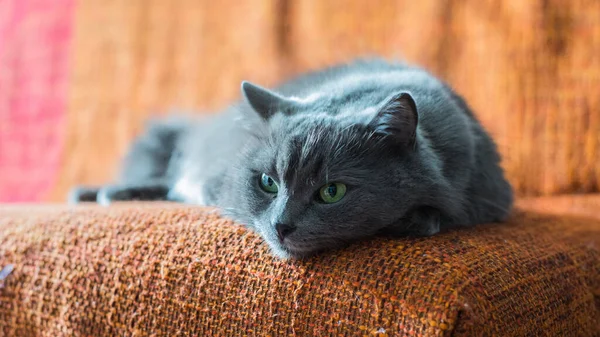 Russo Gato Azul Cinza Nibelung Com Olhos Verdes Está Sofá Fotografias De Stock Royalty-Free