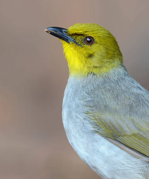 Sarı Boğazlı Bülbül Bir Ötücü Kuş Türüdür Hindistan Güney Yarımadasına — Stok fotoğraf