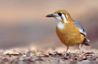 Turuncu başlı ardıç kuşu, ardıç kuşu familyasından bir kuş türü. Hindistan Altkıtası ve Güneydoğu Asya 'nın ormanlı bölgelerinde yaygındır. Nüfusun çoğu ikamet etmektedir..