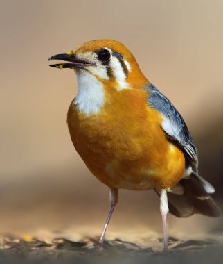 Turuncu başlı ardıç kuşu, ardıç kuşu familyasından bir kuş türü. Hindistan Altkıtası ve Güneydoğu Asya 'nın ormanlı bölgelerinde yaygındır. Nüfusun çoğu ikamet etmektedir..