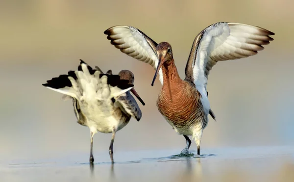 Con Pico Largo Alas Blancas Cola Homónima Godwit Cola Negra — Foto de Stock