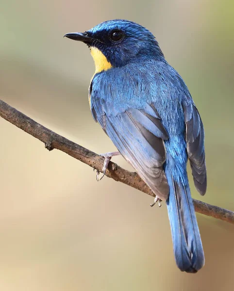 Atrapamoscas Azul Tickell Pequeño Pájaro Paseriforme Familia Los Atrapamoscas Esta — Foto de Stock