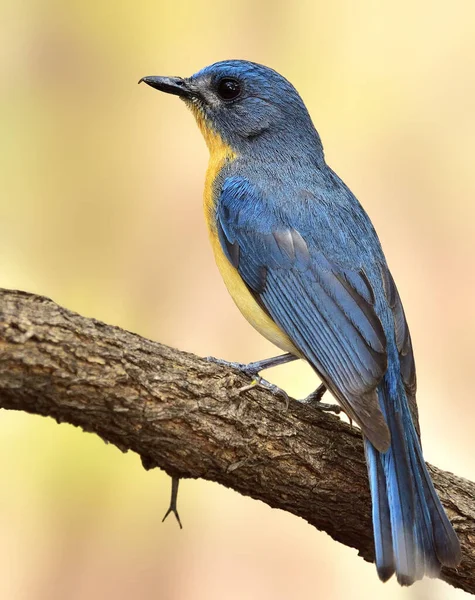 Atrapamoscas Azul Tickell Pequeño Pájaro Paseriforme Familia Los Atrapamoscas Esta — Foto de Stock