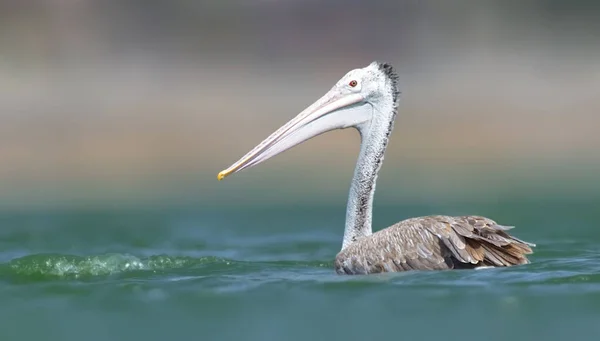 Spot Billed Pelican Grey Pelican Member Pelican Family Breeds Southern — Stock Photo, Image