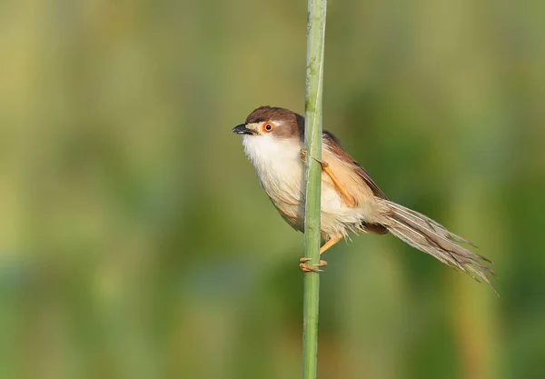 Жовто Окий Бабабак Англ Yellow Eyes Babbler Птах Південної Південно — стокове фото