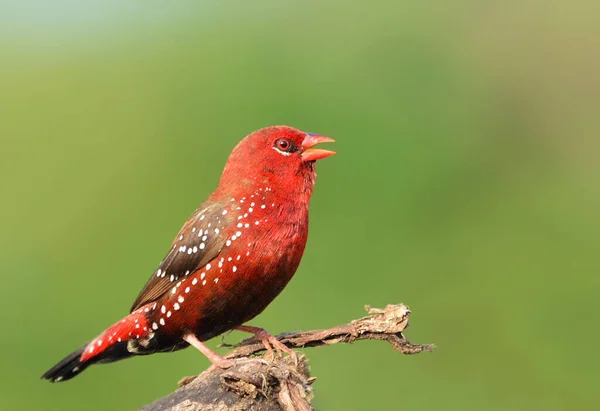 Avadavat Rojo Munia Roja Pinzón Fresa Ave Del Tamaño Gorrión — Foto de Stock