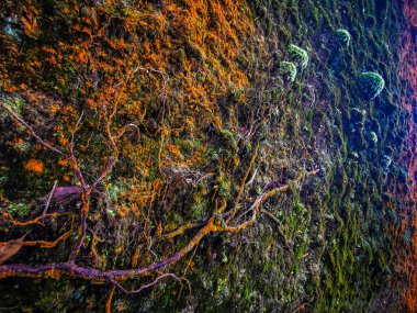 Ormanda ve yürüyüş yollarında bulunan elementlerle yıpranmış engebeli kaya yüzeyi. 