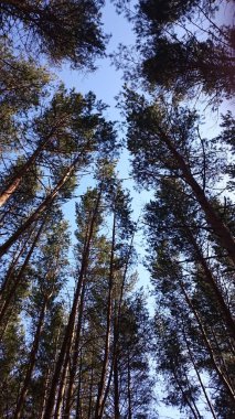 Mavi gökyüzüne karşı kozalaklı ağaçların tepeleri