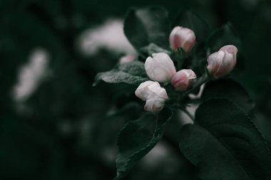 küçük beyaz ve pembe çiçekler