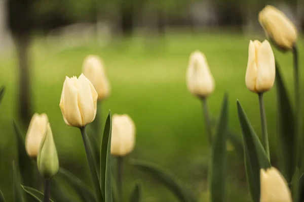 Sarı laleler güneşte